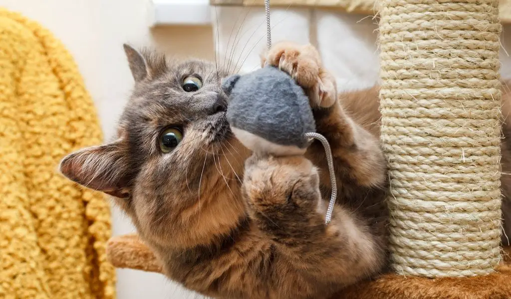 11 Gifts for Cats to Make You Their No.1 Human