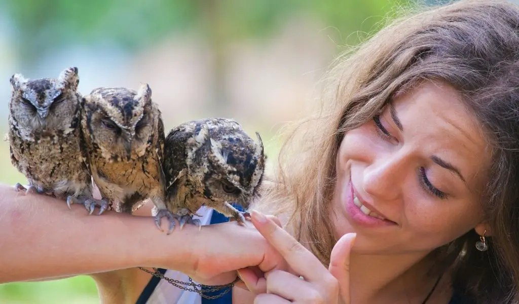 16 Wise Gift Ideas for Owl Lovers