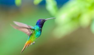 14 Hum-Mazing Hummingbird Gift Ideas