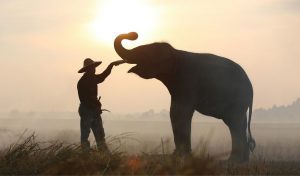 11 Best Elephant Gifts for Men